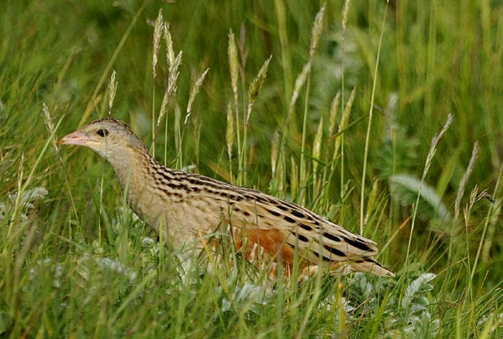 birding poland