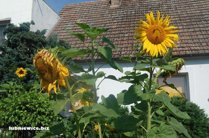 lubniewice