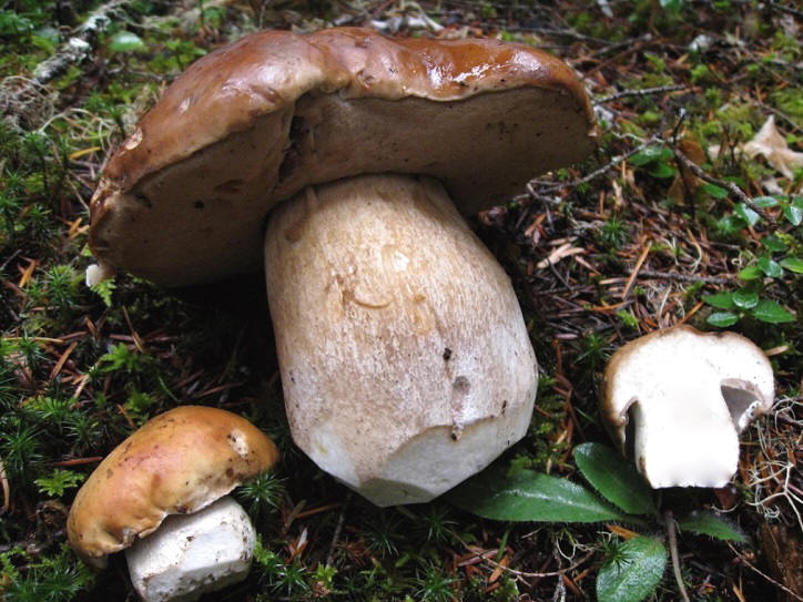 mushrooming