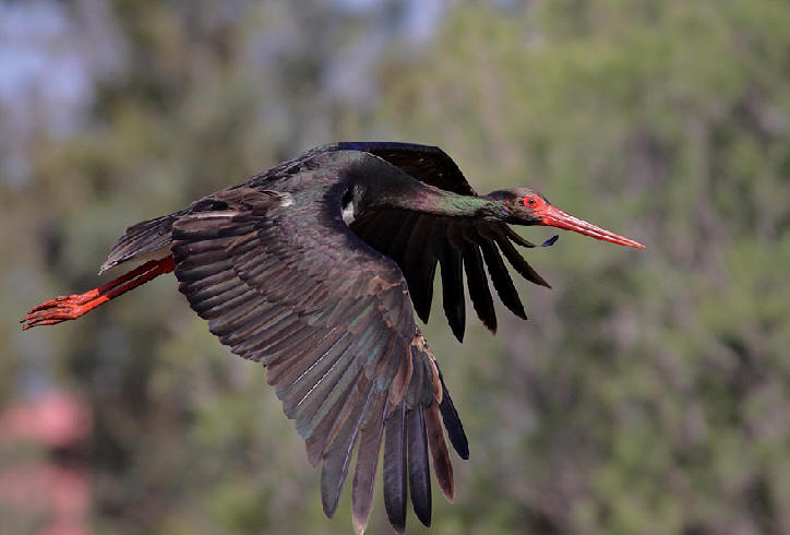 warta national park